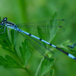 DSC_0223-Avec accentuation-Bruit-Modifier-3 (1024x683)_edited