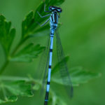 DSC_0234-Avec accentuation-Bruit (683x1024)_edited